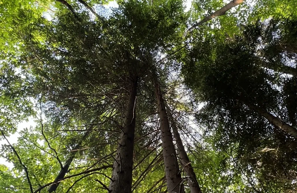 Tiny house Bielsko-Biała Duszek Lasu 3