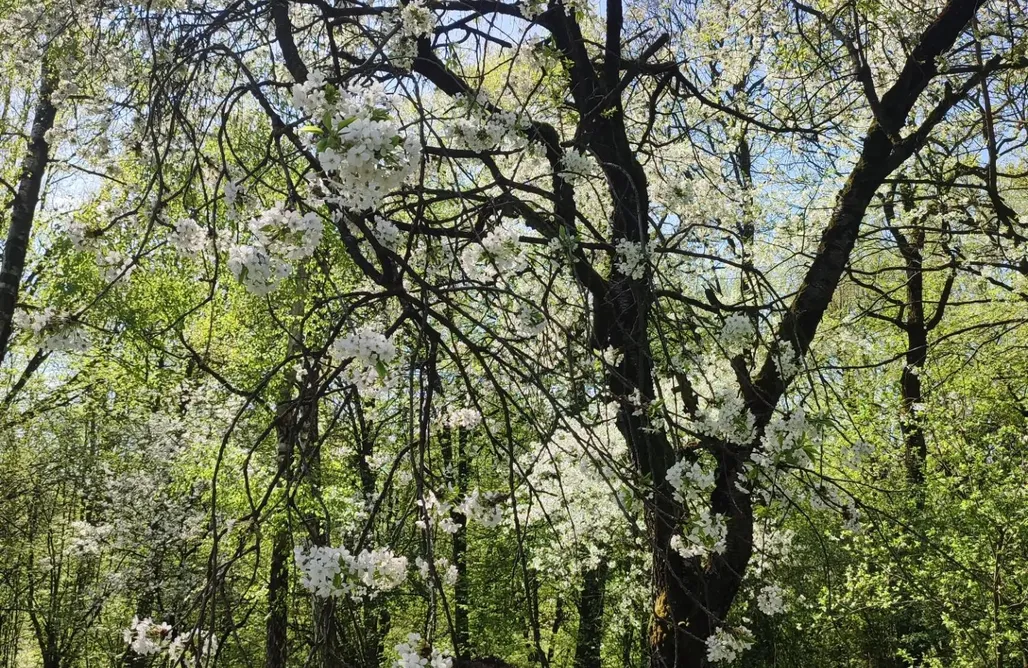Domek na Drzewie Kaszuby Węgiełek Treehouse Little Barn 3