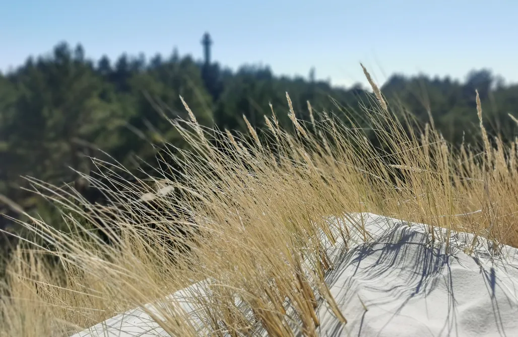 noclegi AlohaCamp Szklane Domki 1