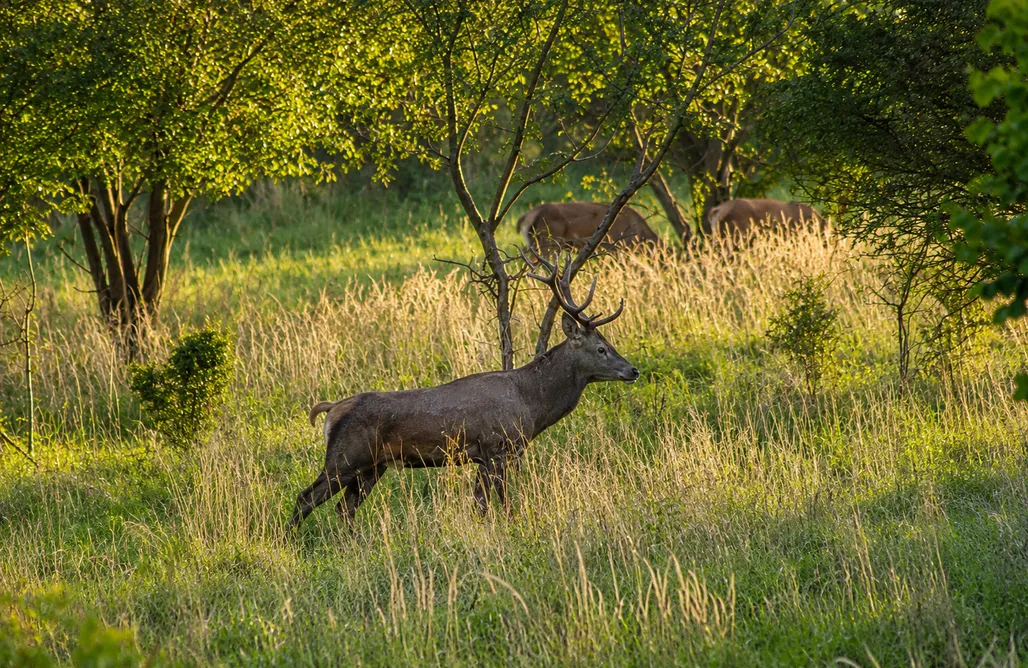 AlohaCamp Brown Deer 1