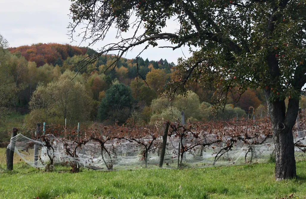Pole namiotowe podkarpacie Miejsce kamperowe - Winnica Węgrzyn  1