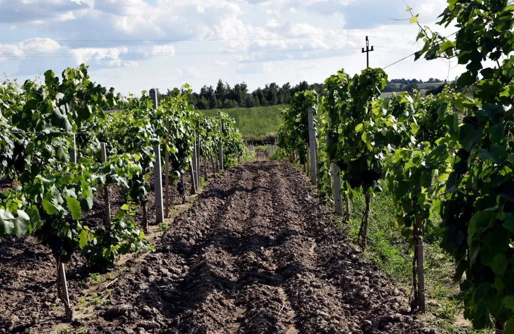 Jezioro Tarnobrzeskie Noclegi Miejsce kamperowe - Winnica Knapów 1