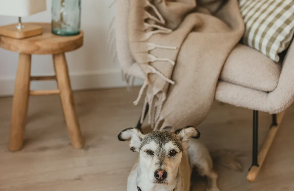 AlohaCamp Między lasem, polem a jeziorem 4