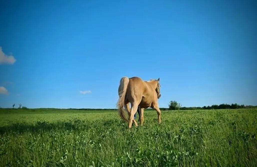 Pole Namiotowe Wisła Miejsce kamperowe - Horse Spirit Ranch 2