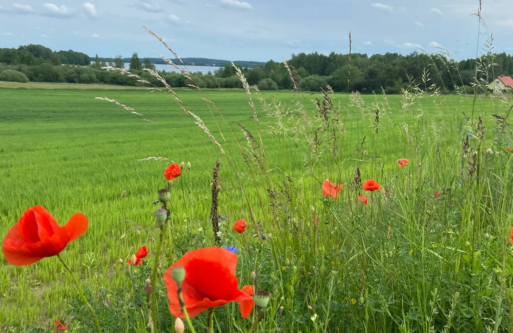 AlohaCamp Dom wakacyjny z jacuzzi 1