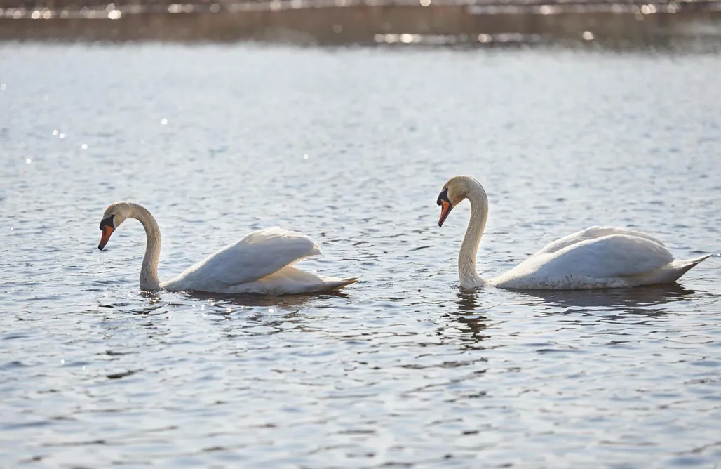 AlohaCamp Owieczkowo- pokój dwuosobowy  1
