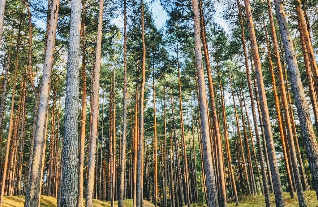 AlohaCamp My Slow Life 1