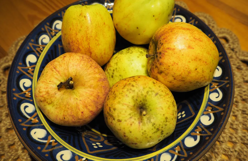 Beniaskie! Agroturystyka nad Jeziorem AlohaCamp