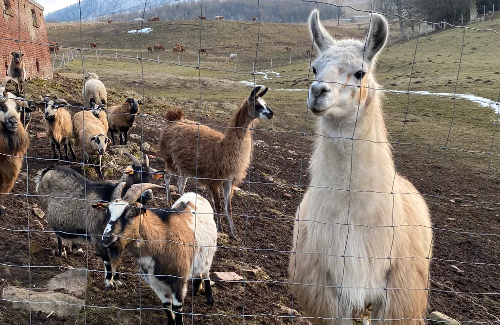 noclegi AlohaCamp Lepiej trafić nie mogliście 1