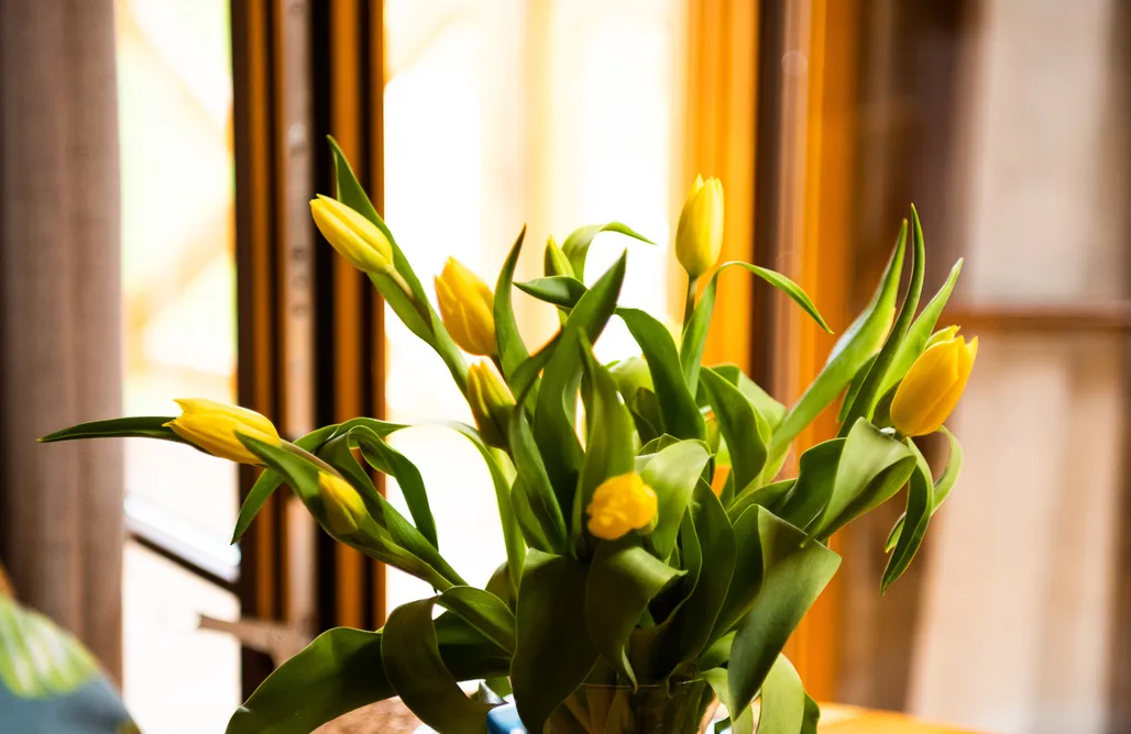  4 Żywioły – jurty i domki w sercu Sudetów AlohaCamp