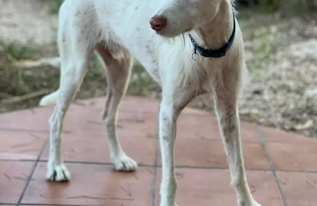 AlohaCamp accommodation Minicasa La Olivita 1