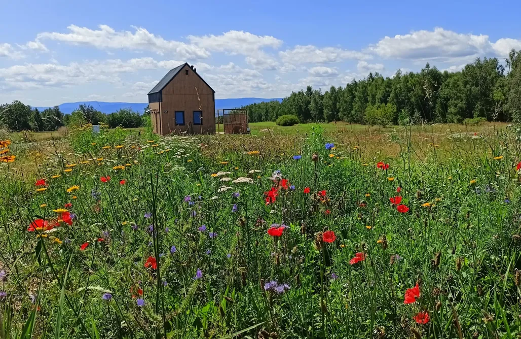 Zielone Wzgórze  AlohaCamp