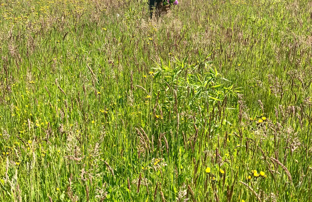 noclegi AlohaCamp k 4