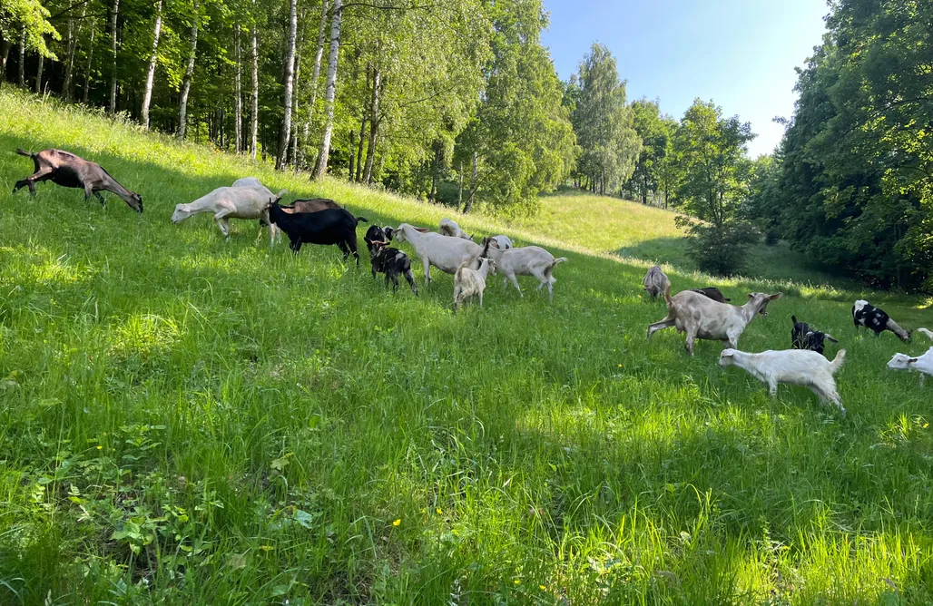 noclegi AlohaCamp Domek za lipą 1