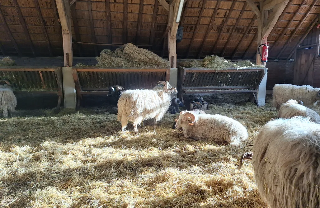 Unterkunft AlohaCamp Blauwe Boshuis mit Sauna 1