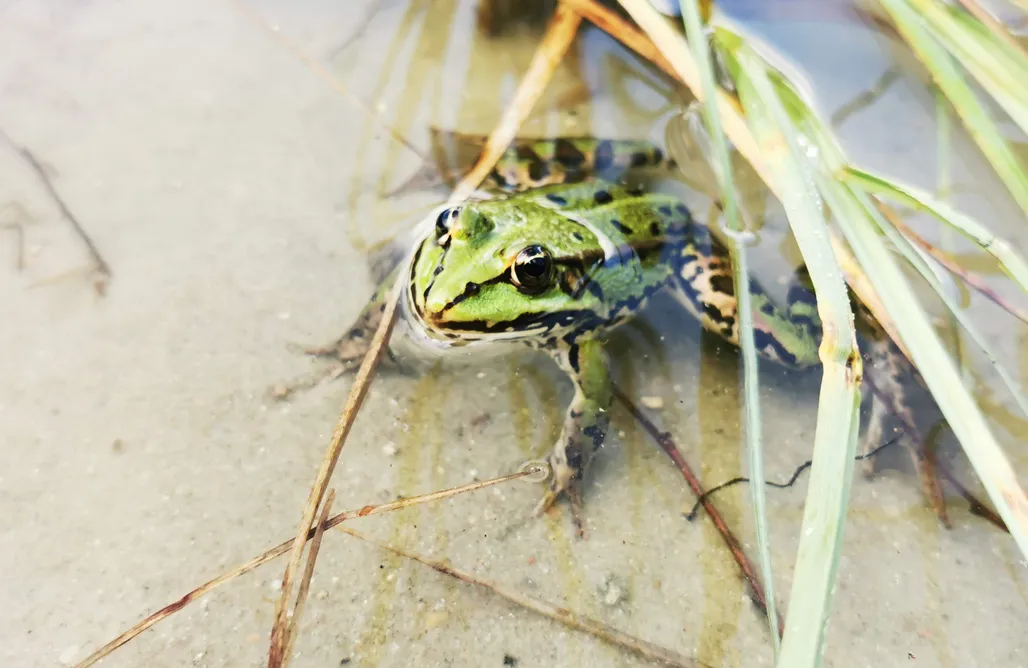 noclegi AlohaCamp Miejsce kamperowe i namiotowe - Twoje Piaseczno - Mazury 1