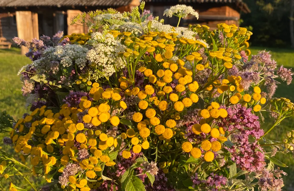 noclegi AlohaCamp Nad Mikowym Potokiem 4
