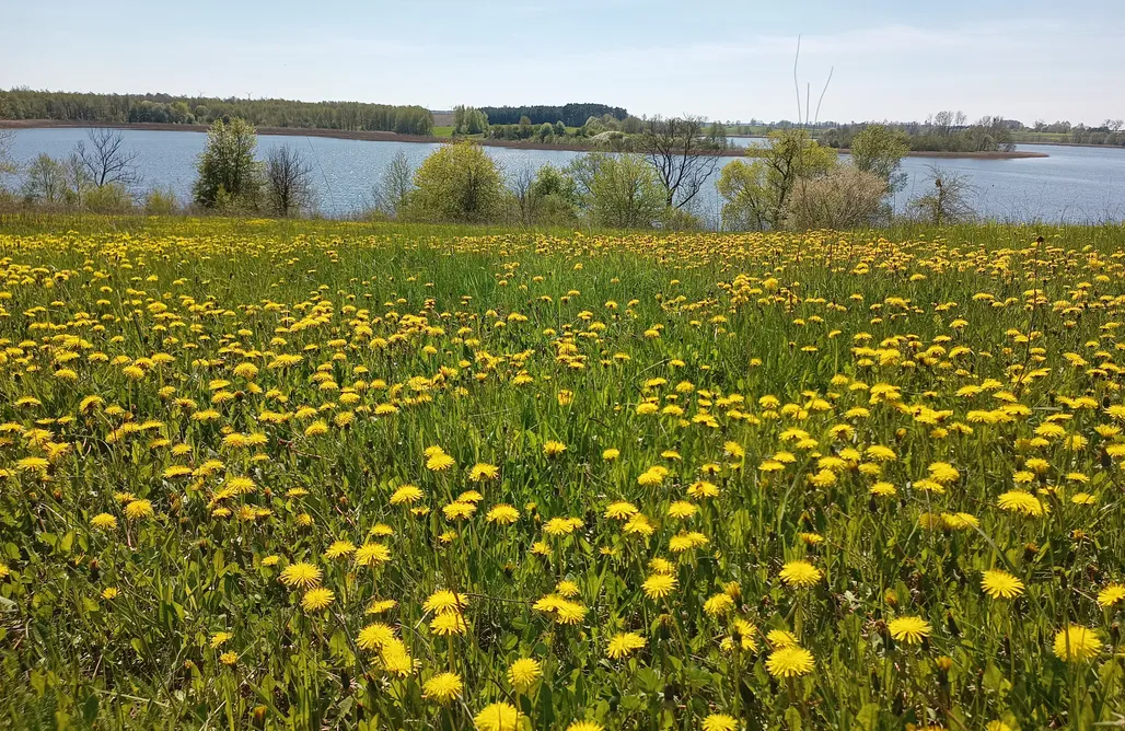 Unterkunft AlohaCamp Miejsce dla chcących odpocząć  1