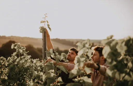 Zdjęcie obiektu Miejsce kamperowe - Winnica 55-100