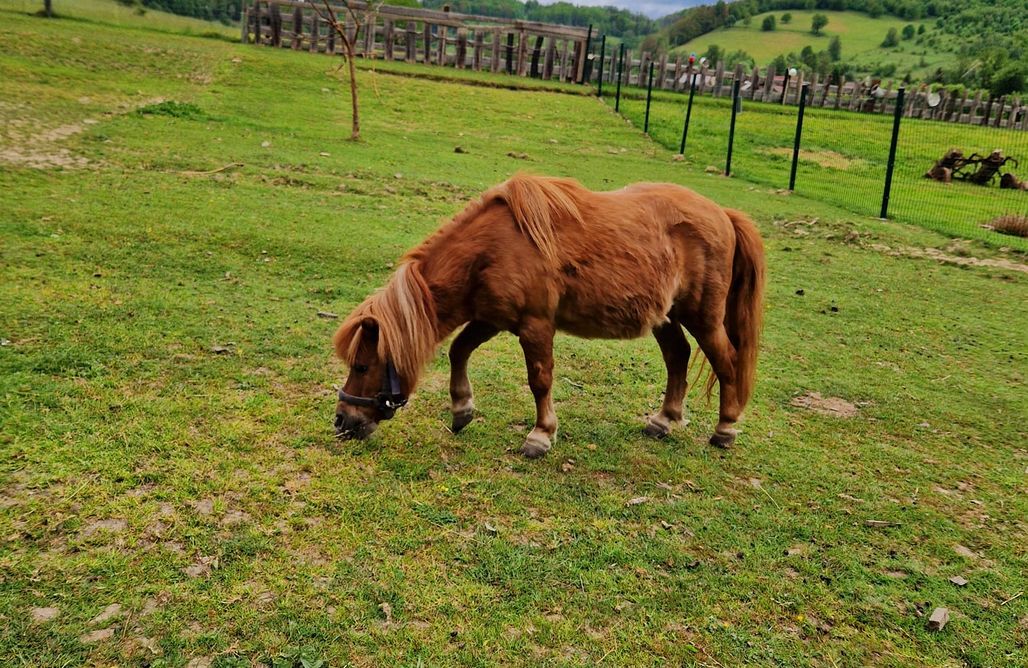 noclegi AlohaCamp Agroturystyka Natura Pilchowice 1