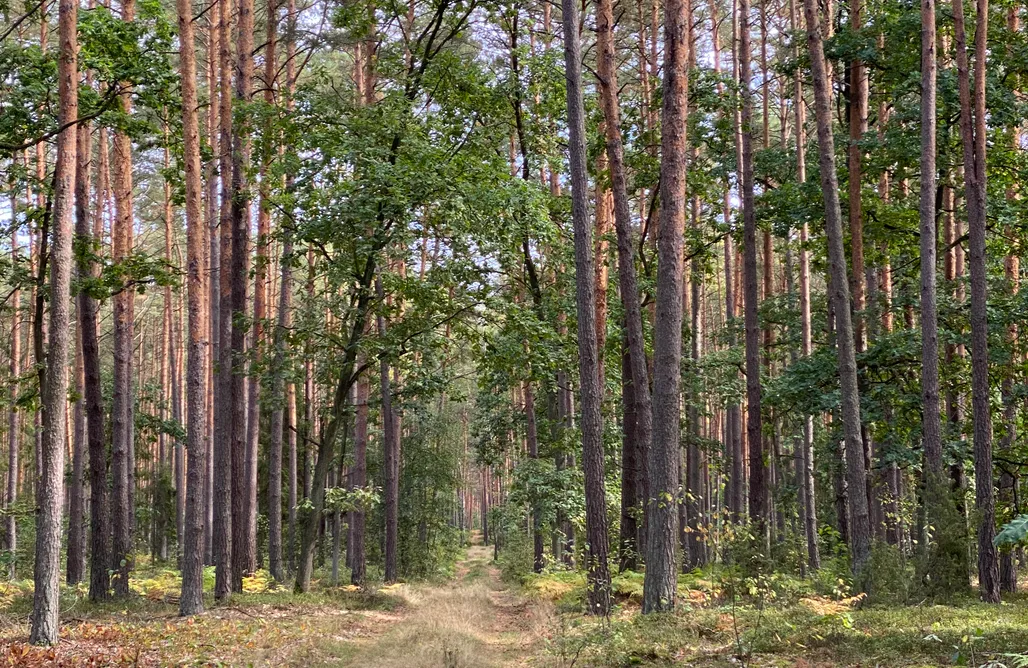 AlohaCamp Domek Sankakkei 2 1
