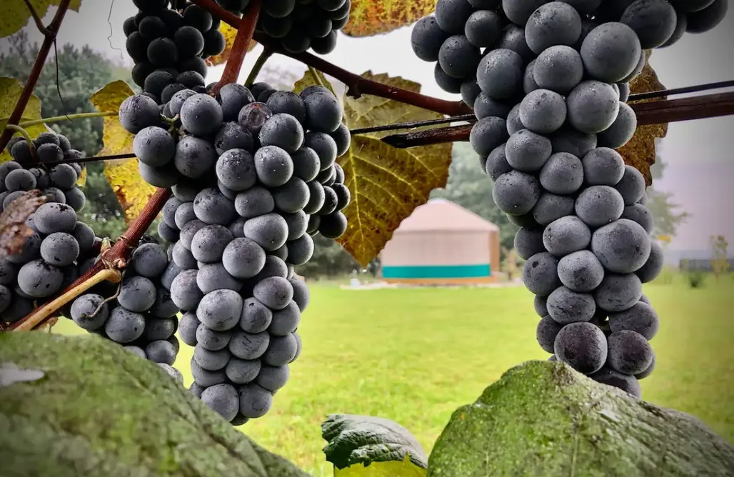 AlohaCamp Jurta Jura 1