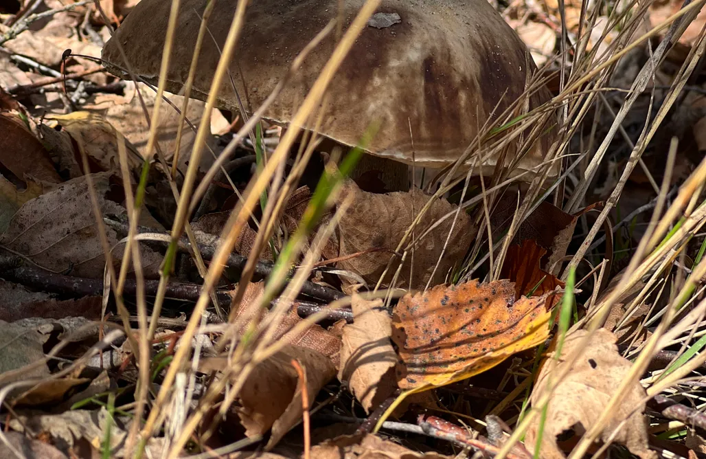 Pomiechówek noclegi Wichrowa chata 1