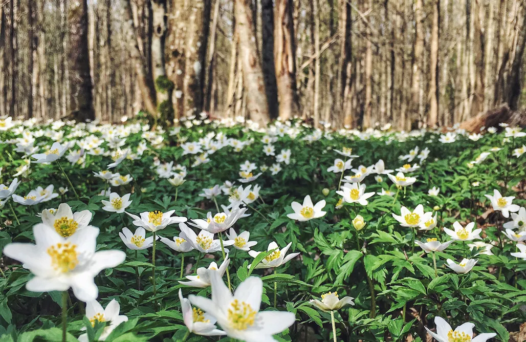 AlohaCamp Chatka w lesie 1