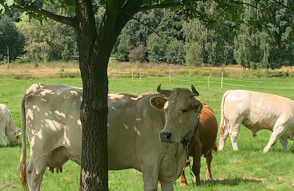 Agroturystyka Wielkopolska z wyżywieniem Antoniów 13 Góry Izerskie 1