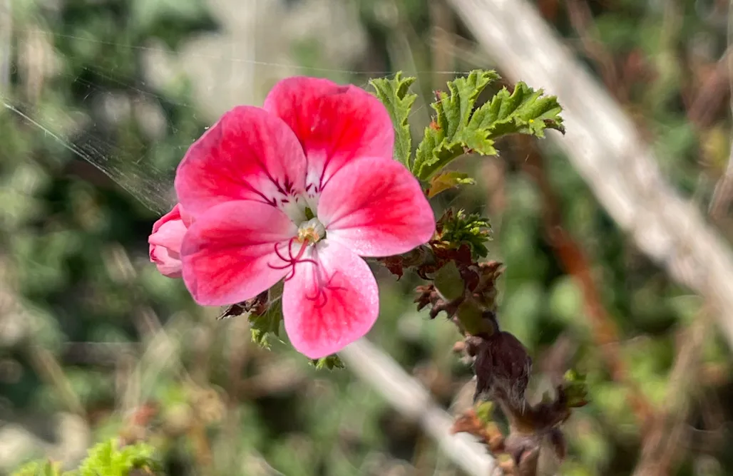 Unterkunft AlohaCamp Casa de Aldea Peña Crespa 1