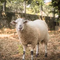 Casa Rural propietario Casa y Apartamento Rural Terra Celta en Salceda de Caselas