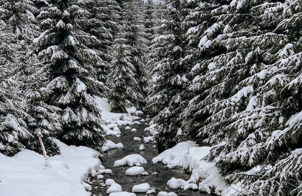 noclegi AlohaCamp Dzikość Orłowiec 1