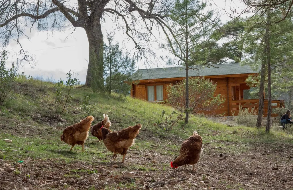 AlohaCamp Cabaña estándar 1