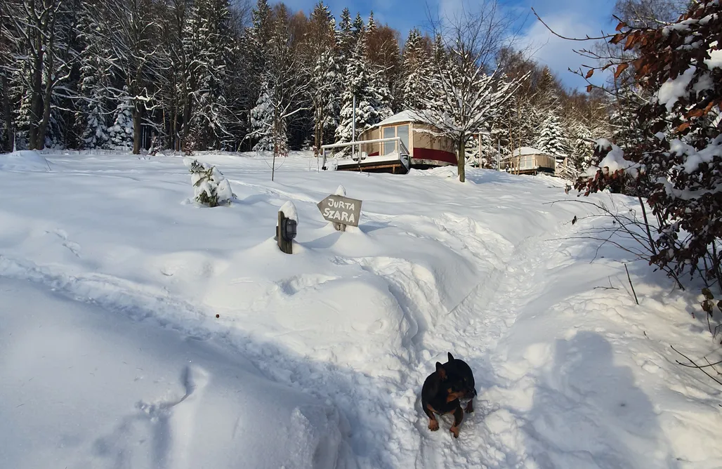 AlohaCamp accommodation Kryjówka - Jurty ukryte wśród zieleni. 1