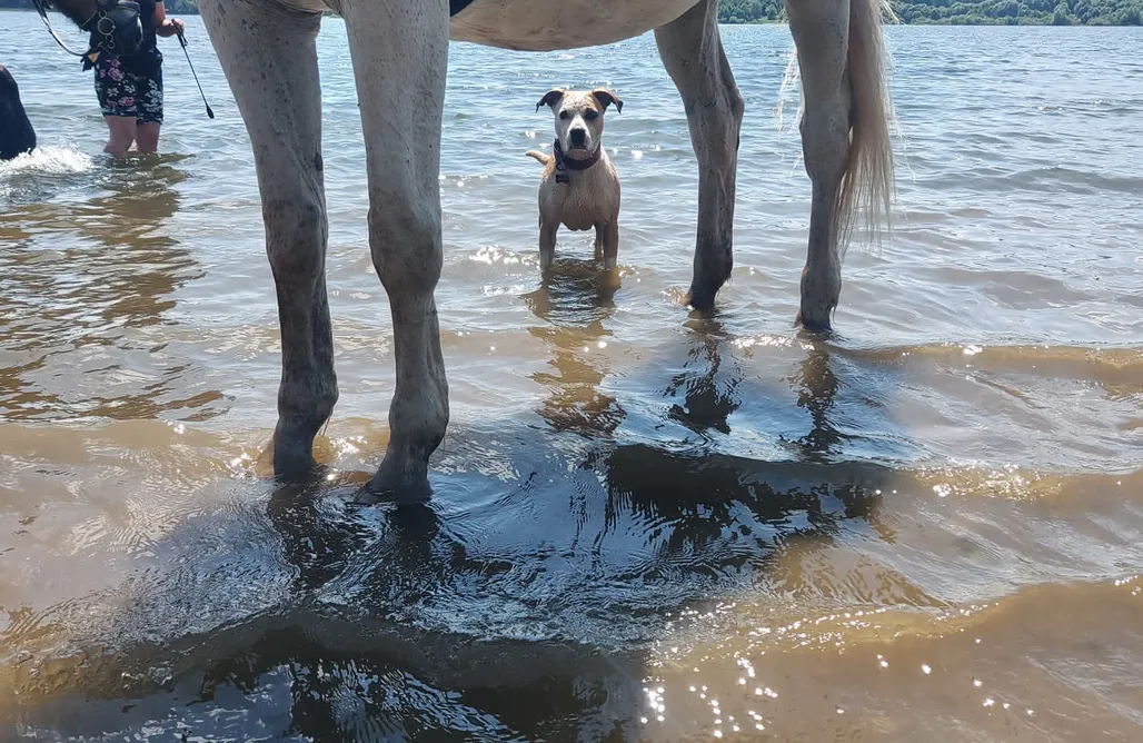 noclegi AlohaCamp Miejsce kamperowe - Hiacyntowa Zagroda 1