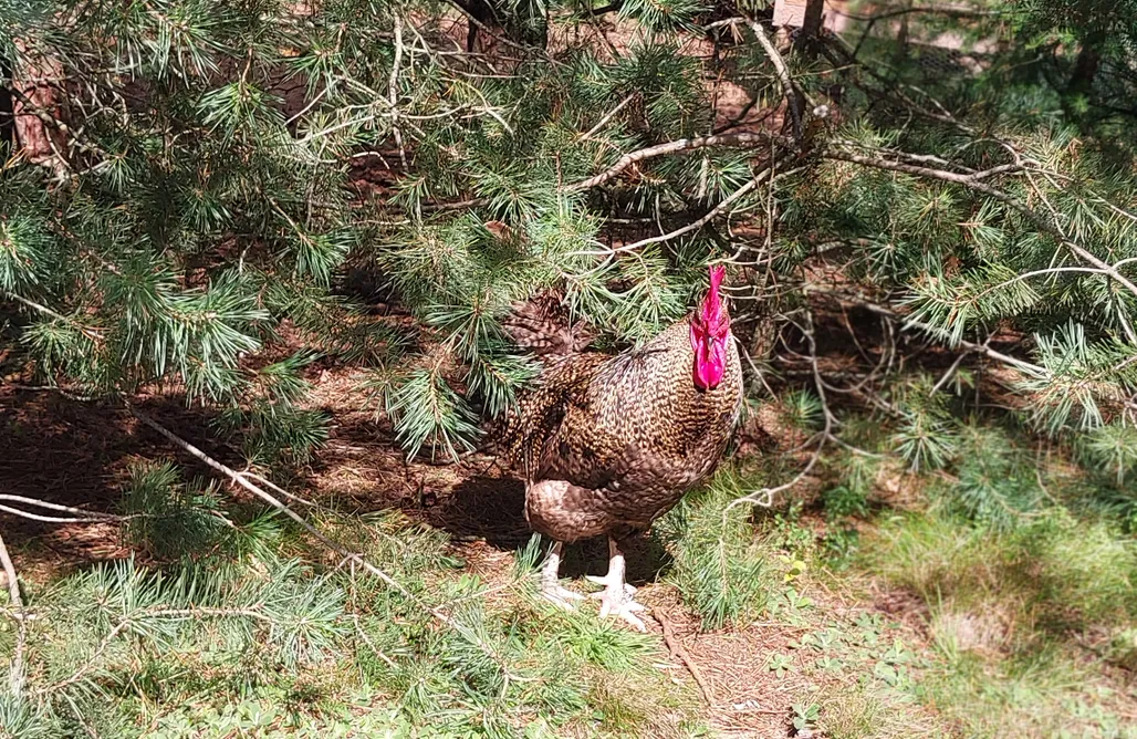 noclegi AlohaCamp Leśne Lato 1