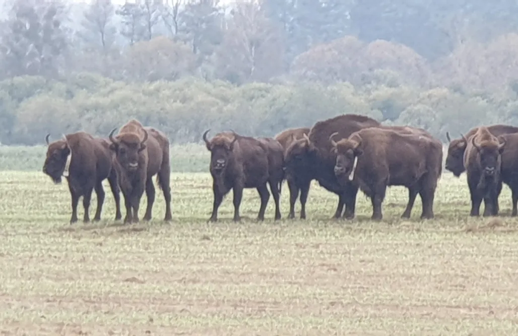 AlohaCamp accommodation Osada pod Gwiazdami Łasko Jeziora & SPA sauna balia bania kajaki plaża 1