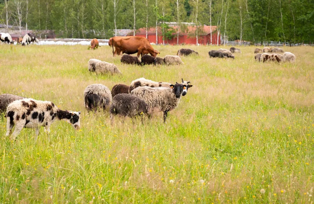 Patrzyków noclegi Stara Izba samotnia blisko natury 1