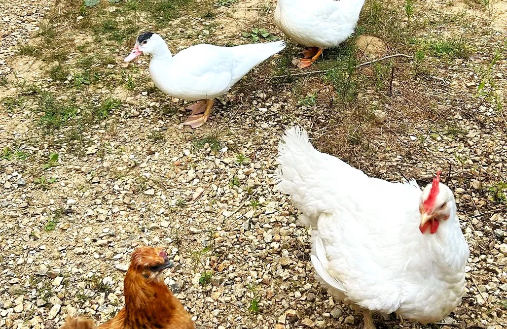 AlohaCamp Mas Campassol 1