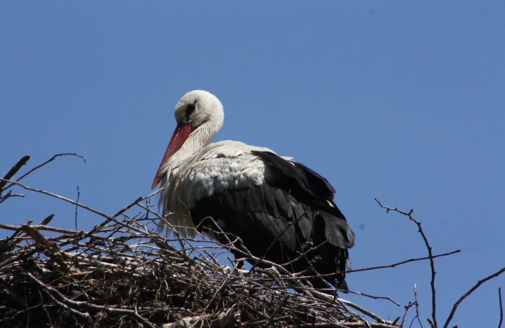 Tumiany noclegi Szczęsna Kraina 2