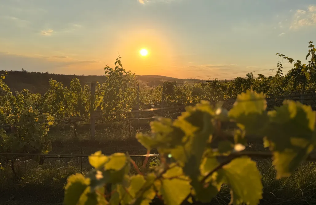 Pole Namiotowe Wisła Miejsce kamperowe i namiotowe - Winnica Dosłońce 1