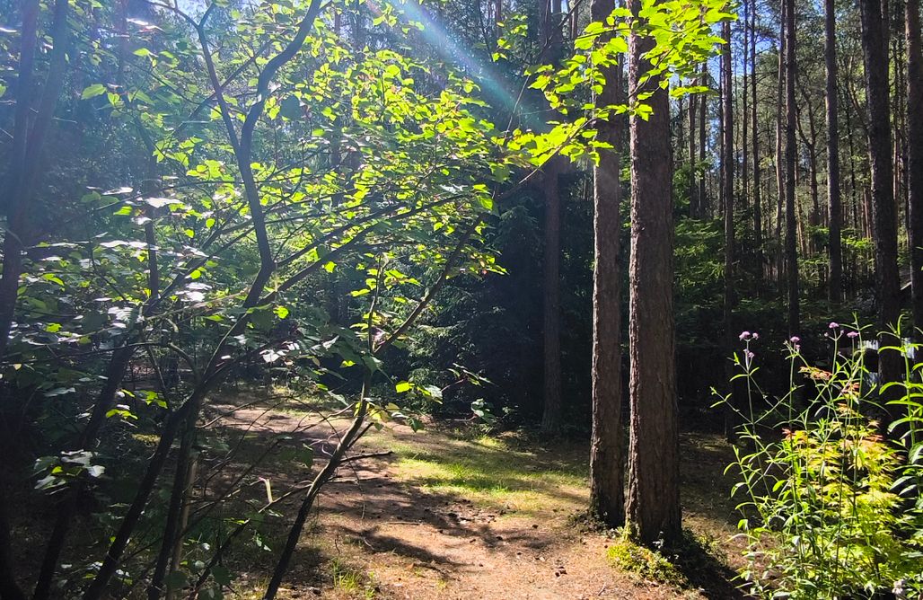 AlohaCamp accommodation Dom w środku lasu  5