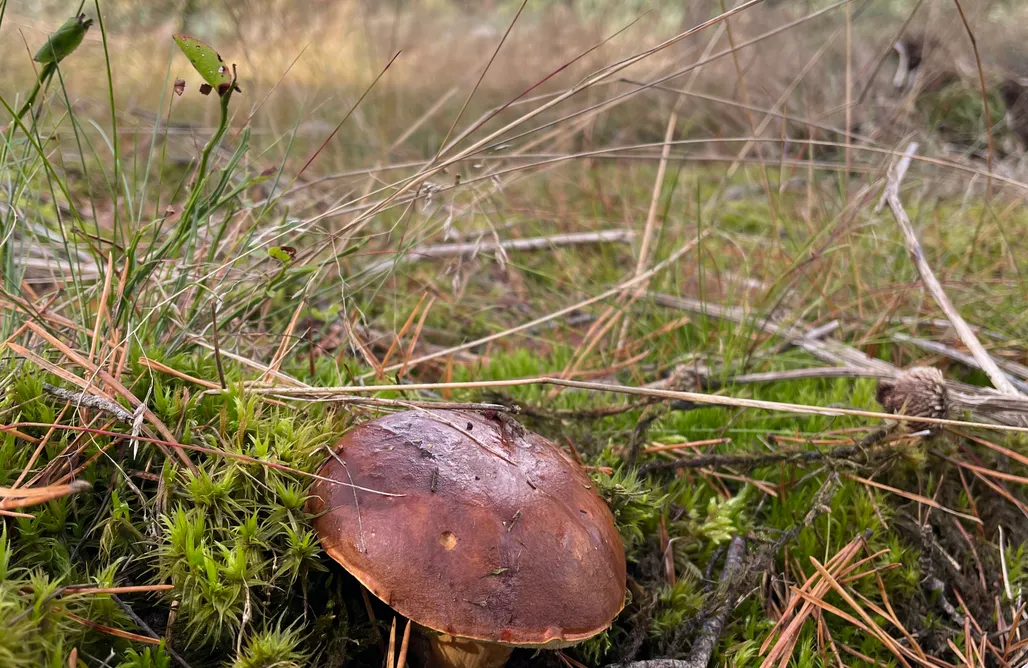 noclegi AlohaCamp Zakątek Juszki 1