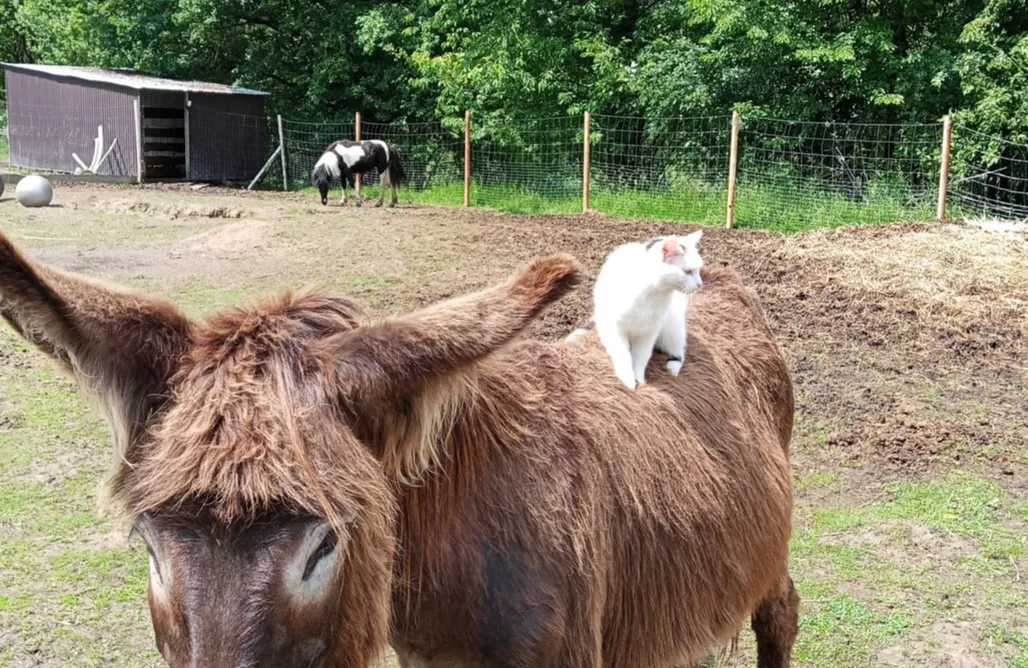 AlohaCamp Agroturystyka Mini Zoo Domek 1