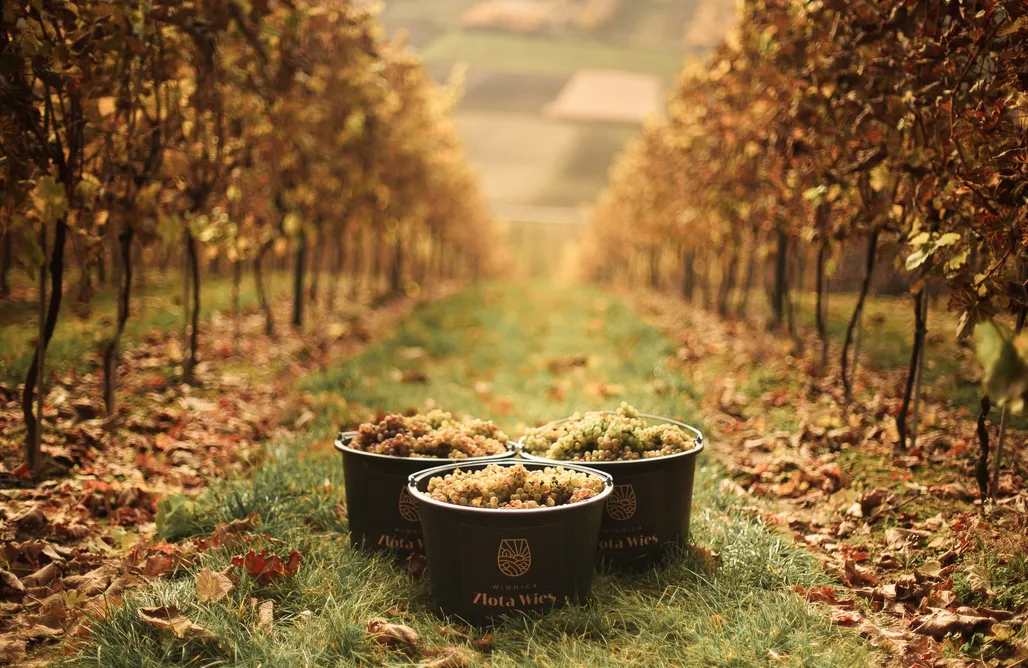 Pole Namiotowe Wisła Miejsce kamperowe - Winnica Złota Wieś 2