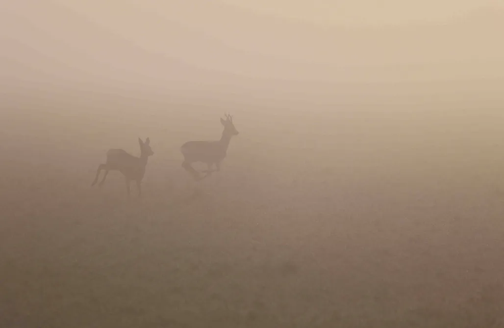 Mecklenbü mit Teich, Kamin, Sauna und Hotpott AlohaCamp