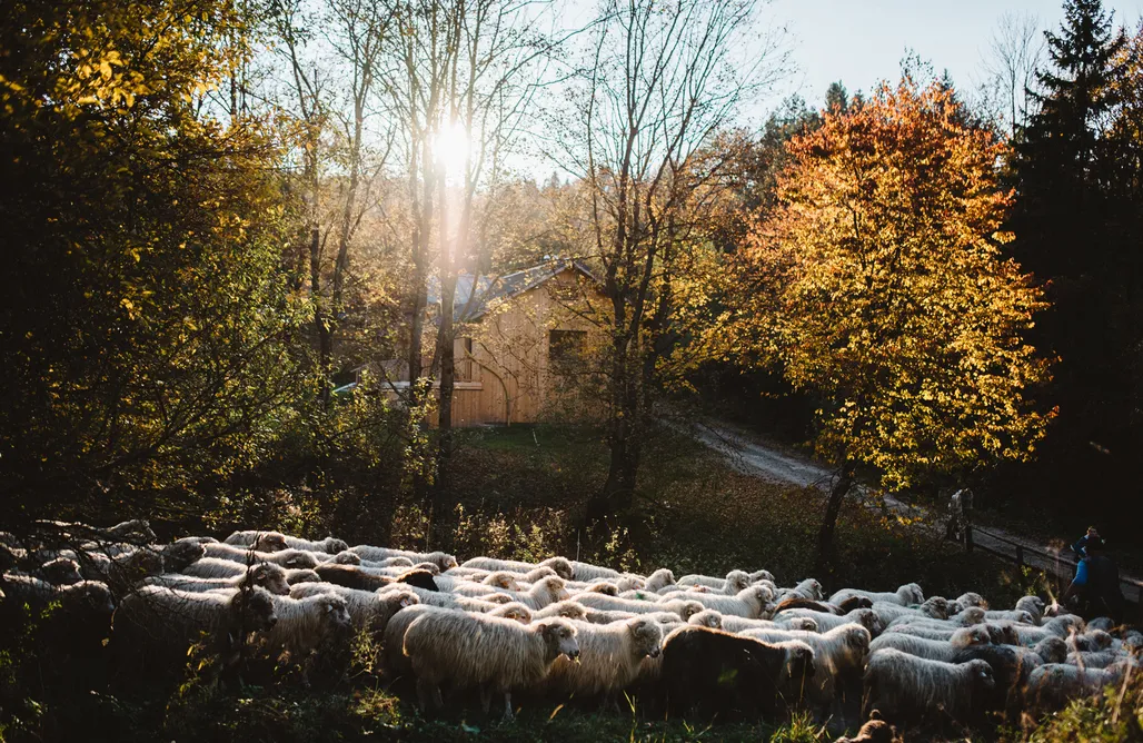 Muszyna Noclegi Lotna Pszczoła 3