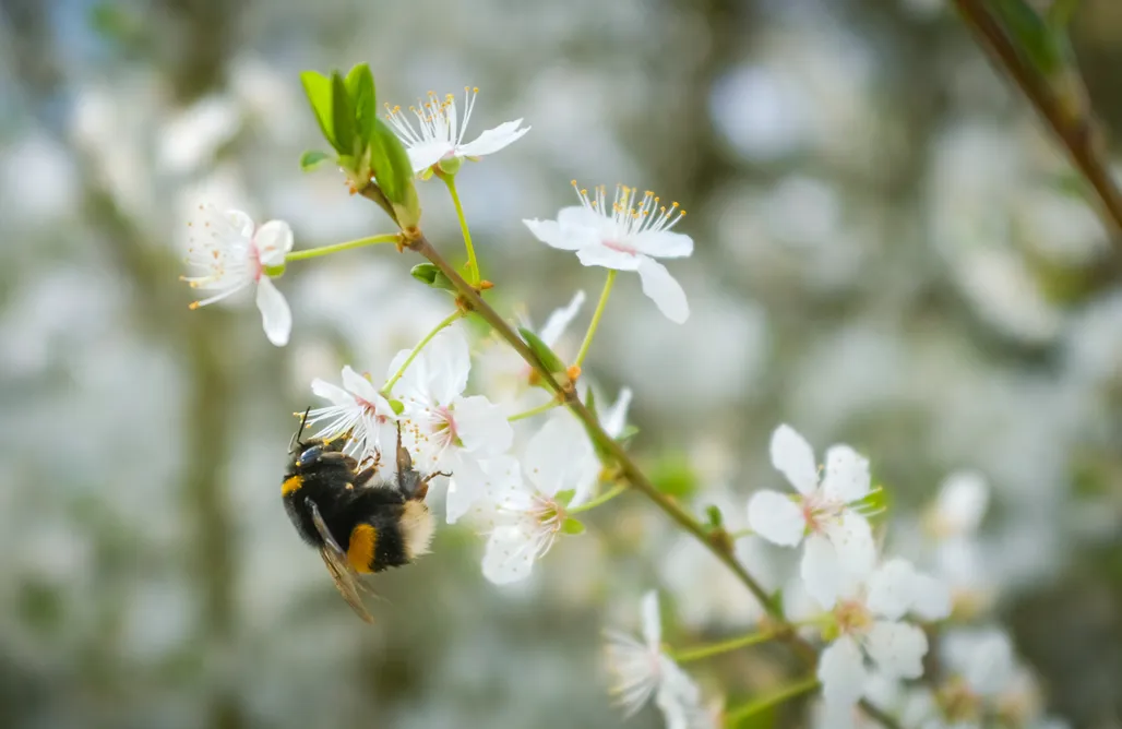 Tiny House unterm Walnussbaum (1 - 2 Pers.) AlohaCamp