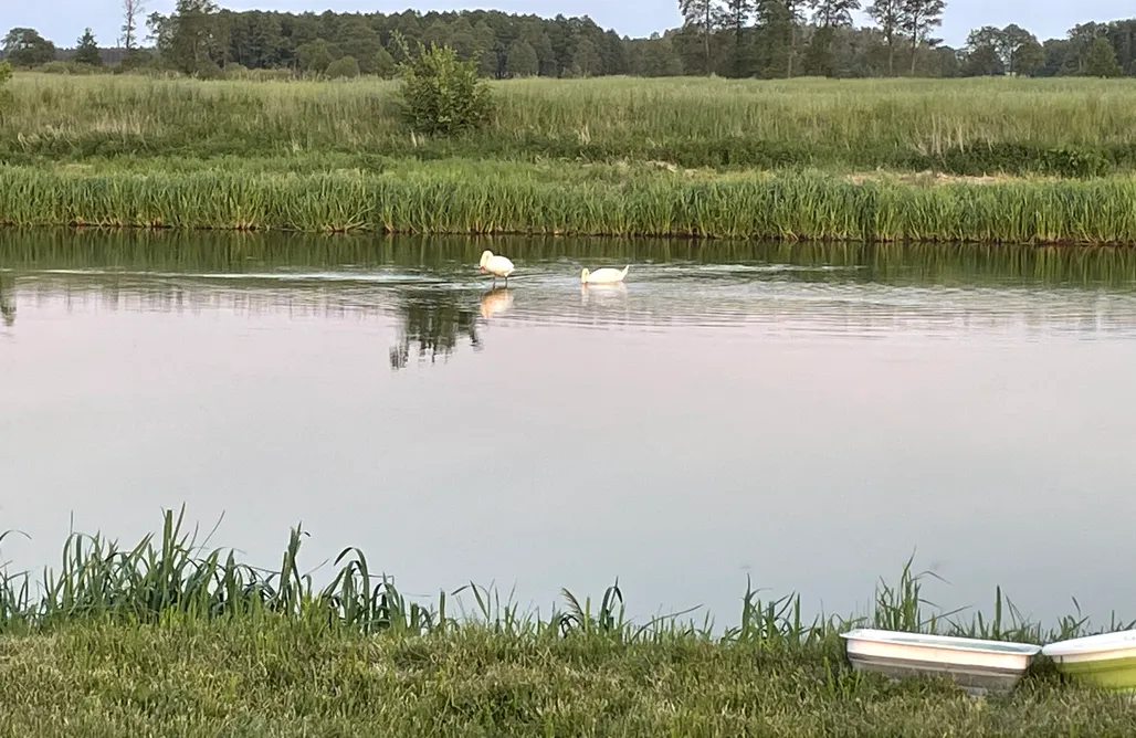 Camping Poland Miejsce namiotowe - Weź Wyjdź Podlaskie 3
