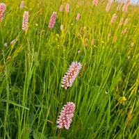 Grażyna gospodarz Domki Góralskie Dwa Misie